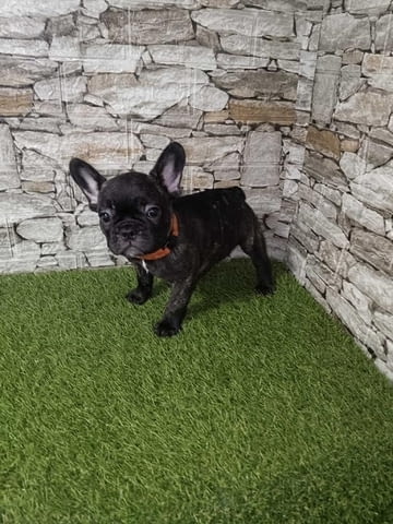 Френски булдог 2 месеца - град Извън България | Кучета - снимка 4