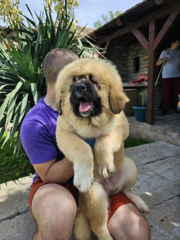 Кавказка овчарка, кученца 3 месеца - град Извън България | Кучета - снимка 5