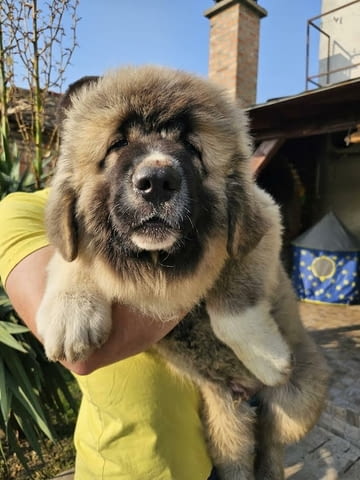 Кавказка овчарка, кученца 3 месеца - град Извън България | Кучета - снимка 7