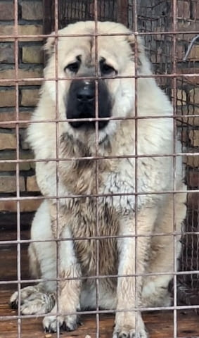 Кавказка овчарка, кученца 3 месеца - град Извън България | Кучета - снимка 9