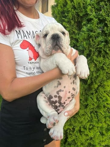 Английски булдог, мъжко кученце Булдог, Ваксинирано - Да, Обезпаразитено - Да - град София | Кучета - снимка 1