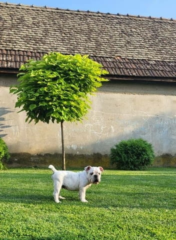 Английски булдог, мъжко кученце Булдог, Ваксинирано - Да, Обезпаразитено - Да - град София | Кучета - снимка 4
