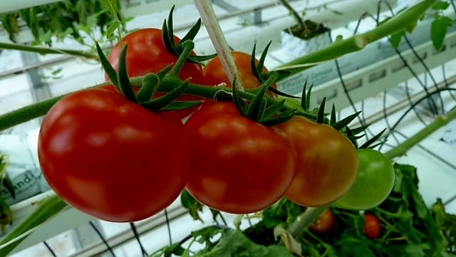 Работа във Великобритания Земеделие / Животновъдство, Пълно работно време, Начално - град Пловдив | В Чужбина - снимка 2