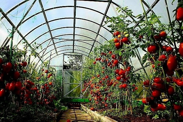 Работа във Великобритания Земеделие / Животновъдство, Пълно работно време, Начално - град Пловдив | В Чужбина - снимка 4