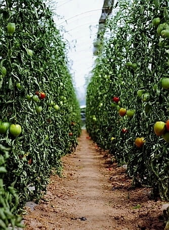 Работа във Великобритания Земеделие / Животновъдство, Пълно работно време, Начално - град Пловдив | В Чужбина - снимка 5