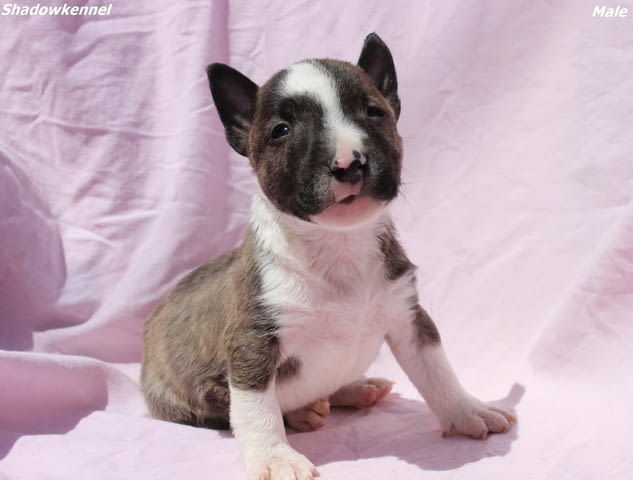 Миниатюрен Бултериер/Мини Бултериер кученца Bulterier, Vaccinated - Yes, Dewormed - Yes - city of Izvun Bulgaria | Dogs - снимка 4