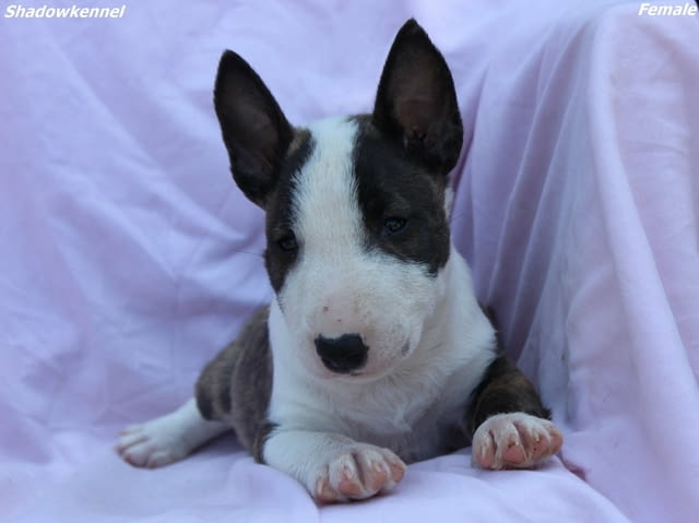 Миниатюрен Бултериер/Мини Бултериер кученца Bulterier, Vaccinated - Yes, Dewormed - Yes - city of Izvun Bulgaria | Dogs - снимка 6