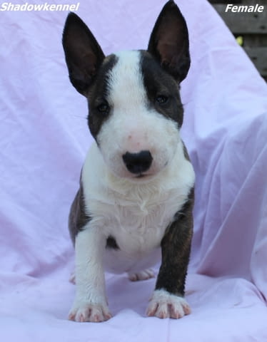 Миниатюрен Бултериер/Мини Бултериер кученца Bulterier, Vaccinated - Yes, Dewormed - Yes - city of Izvun Bulgaria | Dogs - снимка 8