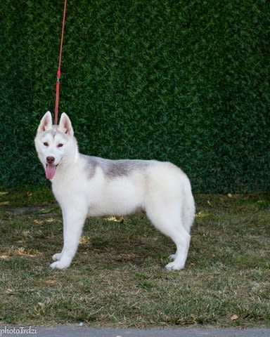 Beautiful female Siberian Husky for sale Сибирско хъски - град Извън България | Кучета - снимка 1