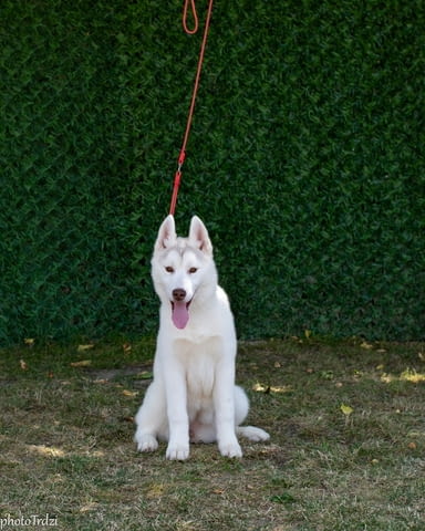 Beautiful female Siberian Husky for sale Сибирско хъски - град Извън България | Кучета - снимка 2