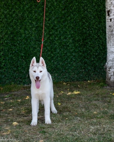Beautiful female Siberian Husky for sale Сибирско хъски - град Извън България | Кучета - снимка 3