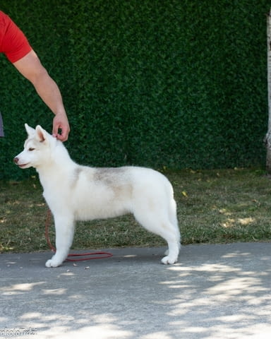 Beautiful female Siberian Husky for sale Сибирско хъски - град Извън България | Кучета - снимка 4