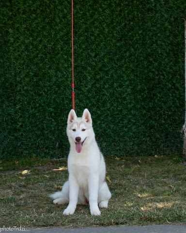 Beautiful female Siberian Husky for sale Сибирско хъски - град Извън България | Кучета - снимка 5