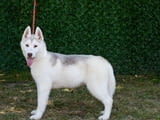 Beautiful female Siberian Husky for sale