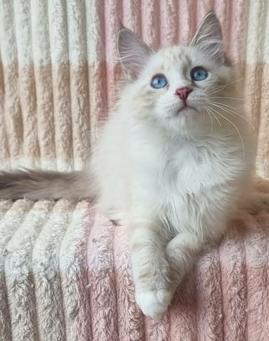 Невска маскарадна Друга, 3 месеца, Ваксина - Да - град Варна | Котки - снимка 1