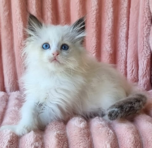 Невска маскарадна Друга, 3 месеца, Ваксина - Да - град Варна | Котки - снимка 2