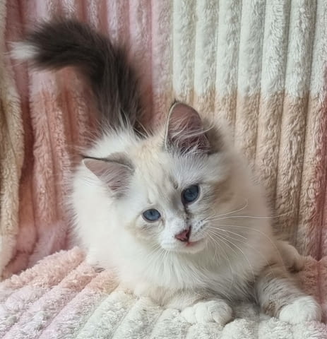 Невска маскарадна Друга, 3 месеца, Ваксина - Да - град Варна | Котки - снимка 3