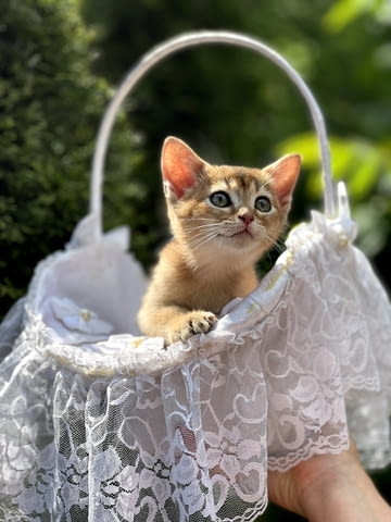 Абисински котенца Абисинска, 3 месеца, Ваксина - Да - град Варна | Котки - снимка 1