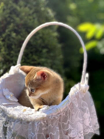 Абисински котенца Абисинска, 3 месеца, Ваксина - Да - град Варна | Котки - снимка 2