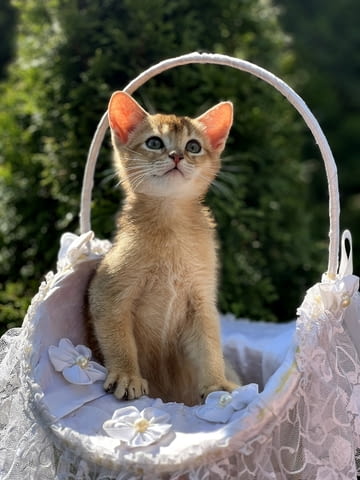 Абисински котенца Абисинска, 3 месеца, Ваксина - Да - град Варна | Котки - снимка 3