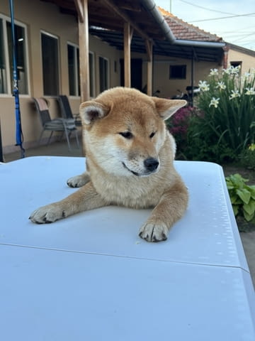 Female Shiba Inu puppy for sale Отърхаунд (Видрово гонче) - град Извън България | Кучета - снимка 3