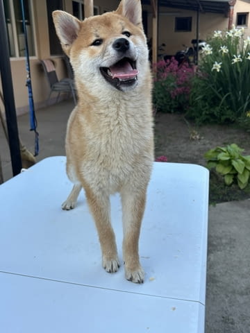 Female Shiba Inu puppy for sale Отърхаунд (Видрово гонче) - град Извън България | Кучета - снимка 5