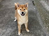 Female Shiba Inu puppy for sale