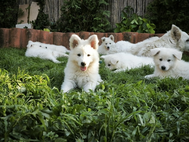 Бяла швейцарска овчарка - за продажба Ваксинирано - Да, Обезпаразитено - Да - град Извън България | Кучета - снимка 2