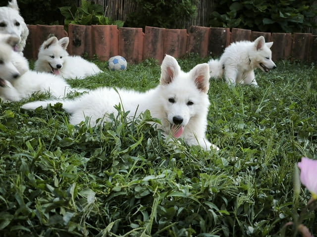 Бяла швейцарска овчарка - за продажба Ваксинирано - Да, Обезпаразитено - Да - град Извън България | Кучета - снимка 3