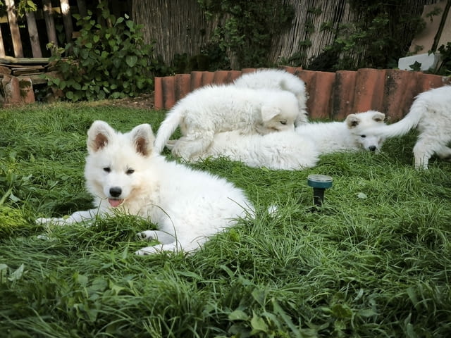 Бяла швейцарска овчарка - за продажба Ваксинирано - Да, Обезпаразитено - Да - град Извън България | Кучета - снимка 4