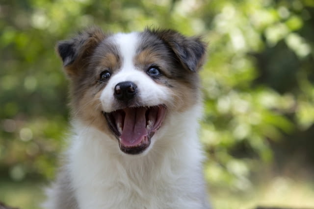Border collie-Border collie puppies Бордърколи - град Извън България | Кучета - снимка 1