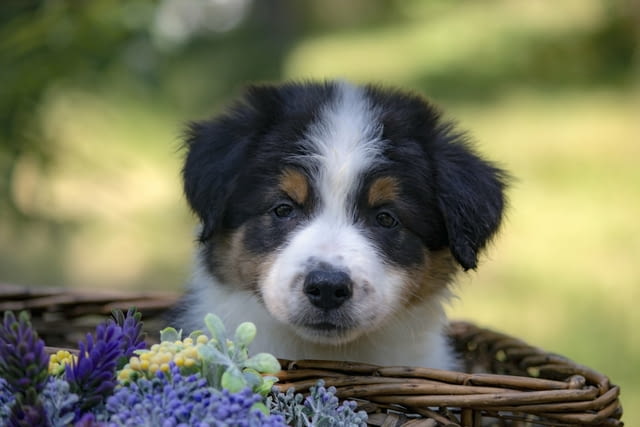 Border collie-Border collie puppies Бордърколи - град Извън България | Кучета - снимка 2
