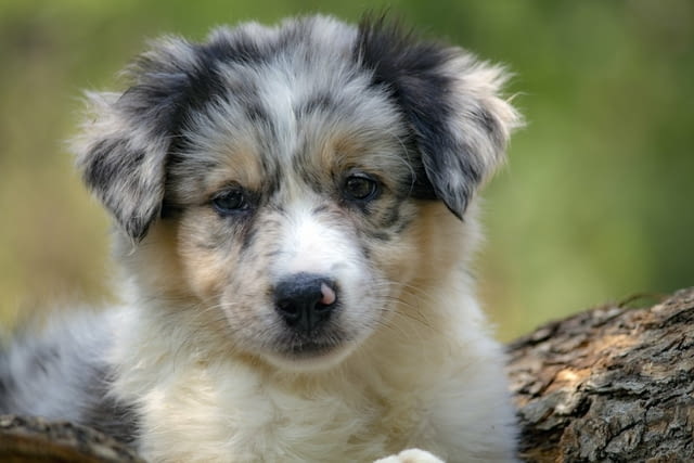 Border collie-Border collie puppies Бордърколи - град Извън България | Кучета - снимка 3