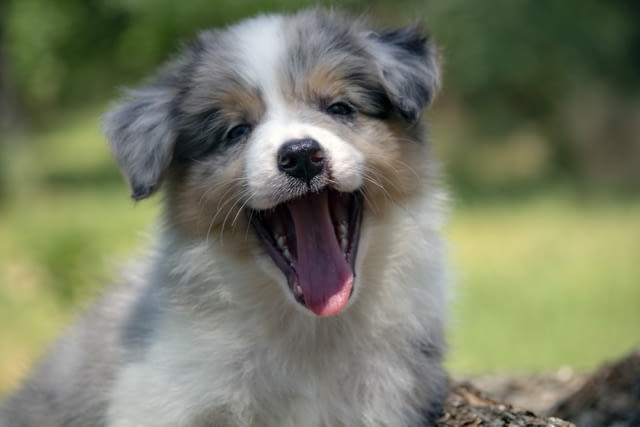 Border collie-Border collie puppies Бордърколи - град Извън България | Кучета - снимка 4