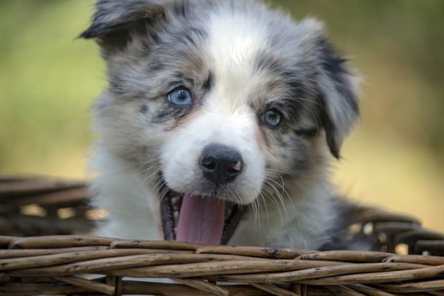 Border collie-Border collie puppies Бордърколи - град Извън България | Кучета - снимка 5