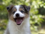 Border collie-Border collie puppies