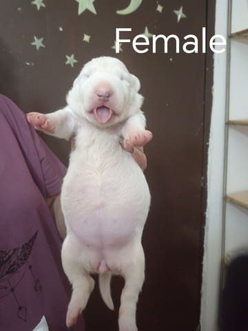 Sinai State Kennel New Litter Bulterier - city of Izvun Bulgaria | Dogs - снимка 2