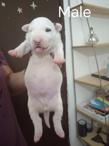 Sinai State Kennel New Litter Bulterier - city of Izvun Bulgaria | Dogs - снимка 3