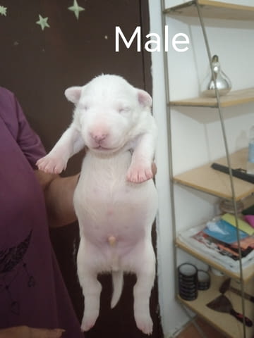 Sinai State Kennel New Litter Bulterier - city of Izvun Bulgaria | Dogs - снимка 4