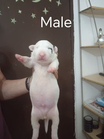 Sinai State Kennel New Litter Bulterier - city of Izvun Bulgaria | Dogs - снимка 5