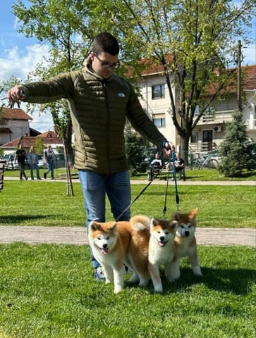 Akita inu puppies - Japanese Акита - град Извън България | Кучета - снимка 1