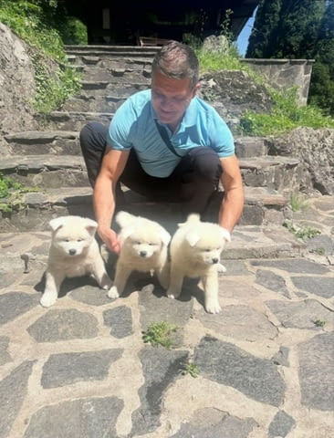 Akita inu puppies - Japanese Акита - град Извън България | Кучета - снимка 2