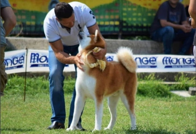 Akita inu puppies - Japanese Акита - град Извън България | Кучета - снимка 3