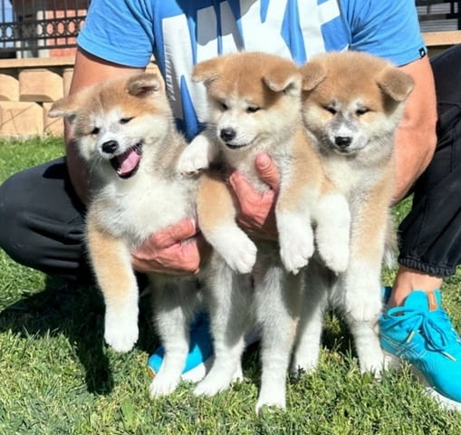Akita inu puppies - Japanese Акита - град Извън България | Кучета - снимка 4