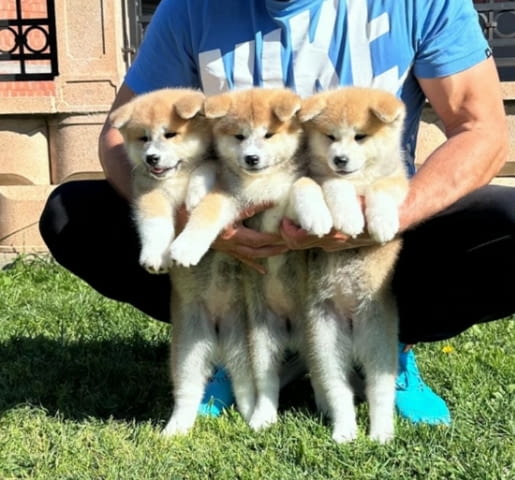 Akita inu puppies - Japanese Акита - град Извън България | Кучета - снимка 5