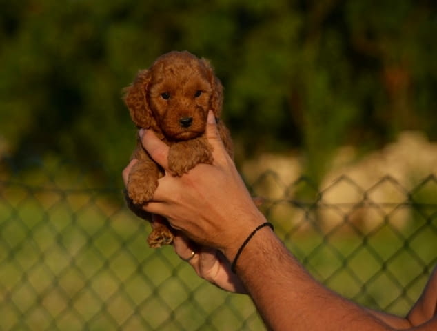 Toy and mini poodles Пудел мини - град Извън България | Кучета - снимка 1