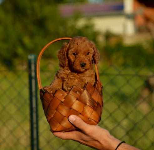 Toy and mini poodles Пудел мини - град Извън България | Кучета - снимка 2