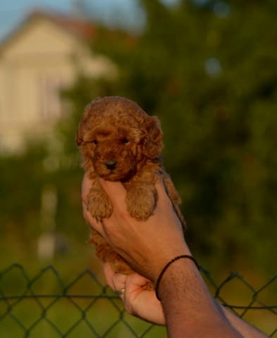 Toy and mini poodles Пудел мини - град Извън България | Кучета - снимка 3
