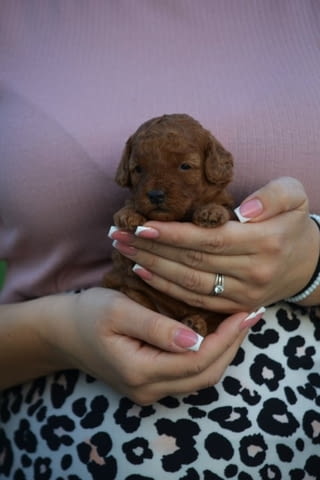 Toy and mini poodles Пудел мини - град Извън България | Кучета - снимка 4