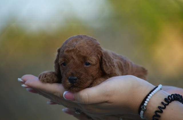 Toy and mini poodles Пудел мини - град Извън България | Кучета - снимка 5